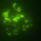 Major_Flux ΦΚβ