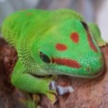 MangoGecko