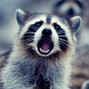 Mapache