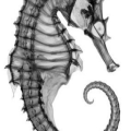The Seahorse