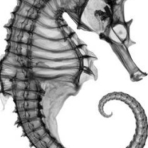 The Seahorse