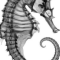 The Seahorse