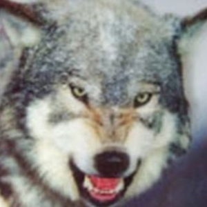 markyn