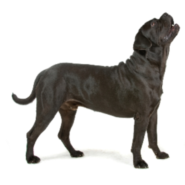 mastiff