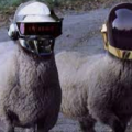 Sheepkage羊の達人