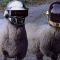 Sheepkage羊の達人