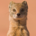 weasel
