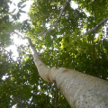 mattfloresta