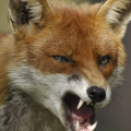 McStarfox