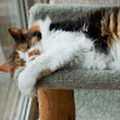 MeepCat