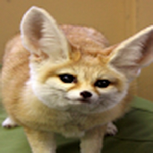meeptheguy