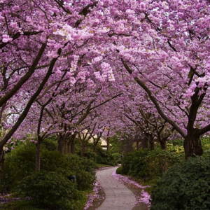memorygarden