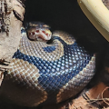 MerlinDaSnek