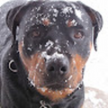 metal1388_gmail_com