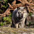 mgrashorn724_phm_k12_in_us