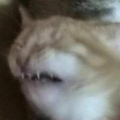 PiNgO0
