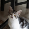 miaz10248_gmail_com