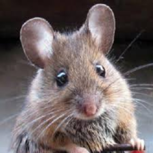MichaelMouse