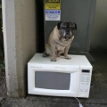 MicrowavablePugs