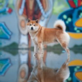 BONGO
