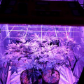MikeD420315