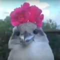 mincedgarlic69