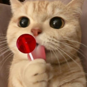 Leonardo.M