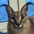 miraiee