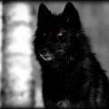 MischaWhiteWolf
