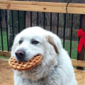 waffledog