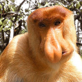 MONKE77