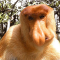 MONKE77
