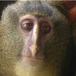 monkey0909