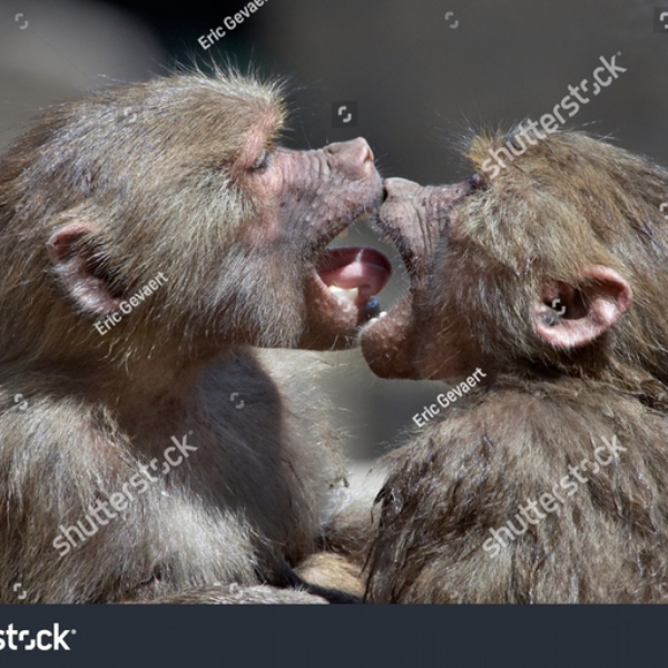 Monkey55012