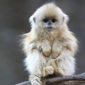 monkey_7