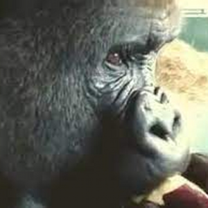 monkeybutt0907