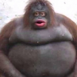 monkeysquad
