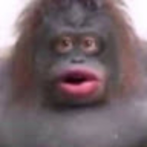 monkeyyyyyyyyy