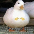 monotari