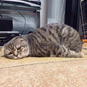 MOOF