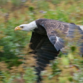 morten_v