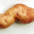 mrpotate