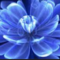 mshah3713_stu_pcssd_org