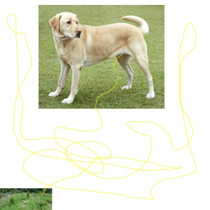dog pee