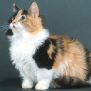 Munchkincatboi