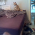 murr1