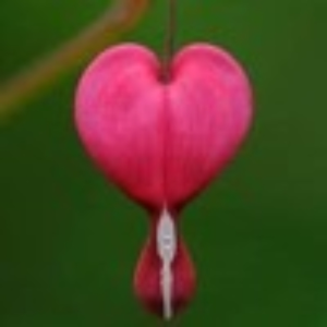 muse_of_the_heart