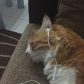 Musicalcats