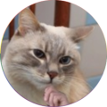 MusicalMemeCat
