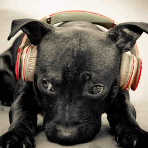 Dubstep Dog